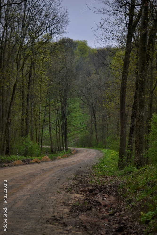 Obraz premium path in the woods