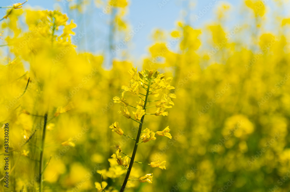 菜の花畑 菜の花畑