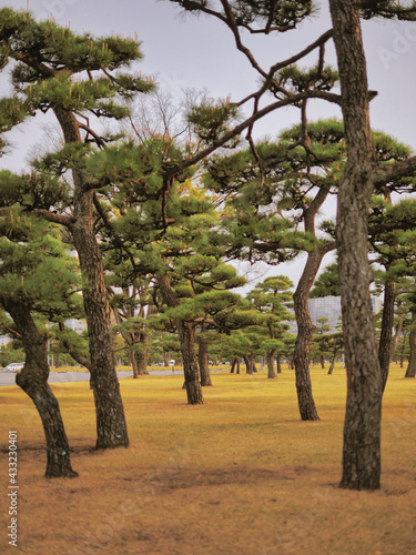 Scenery of Kokyogaien National Park in Tokyo.
Curved trees and oriental greenery in the park near the Tokyo Imperial Palace. photo