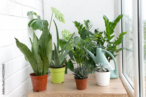 A collection of different house plants: cacti, succulents, monstera in different pots. Home decor and gardening concept.