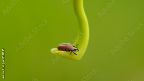 Mite. Tweezers for extraction of ticks.Tick in green tweezers on bright green background.Ixodes persulcatus. photo