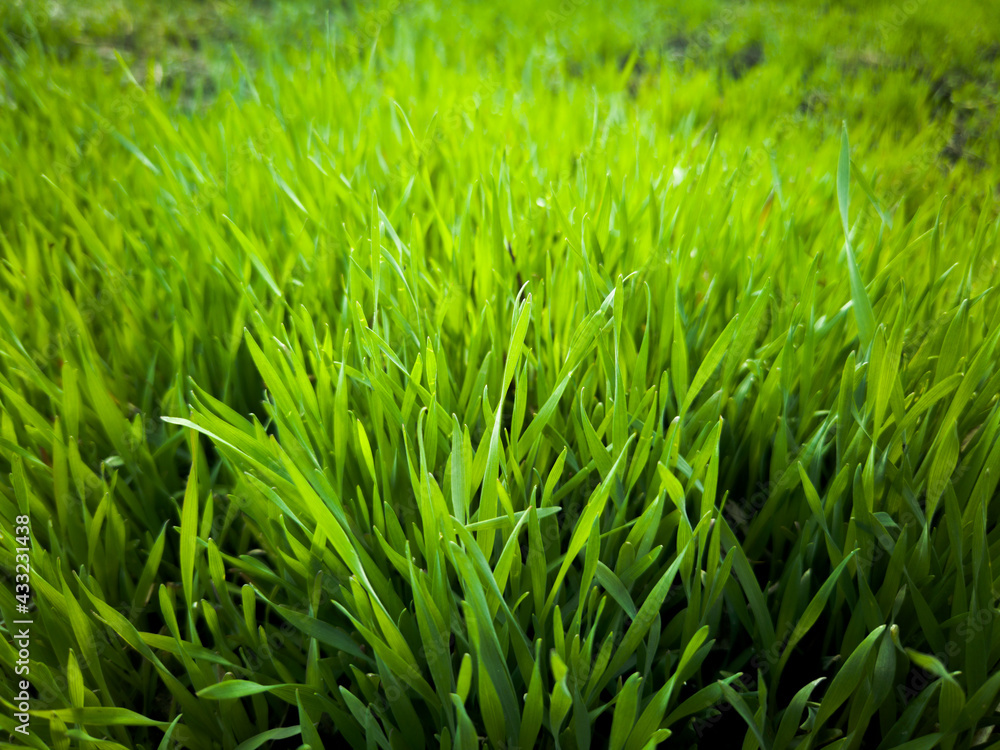 Obraz premium green grass background