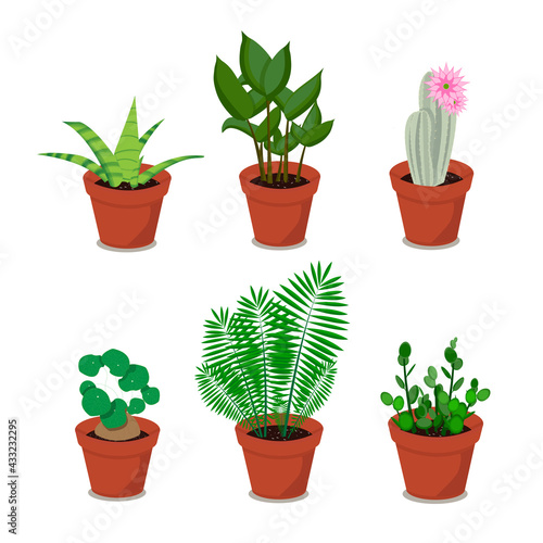 A set of houseplants in pots. Vector flat illustration of plants, flowerpots on a transparent background.