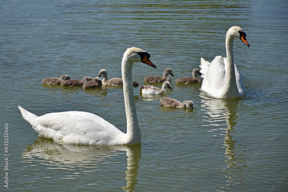 Swans swimming on the lake in spring time Swans swimming on the lake in spring time