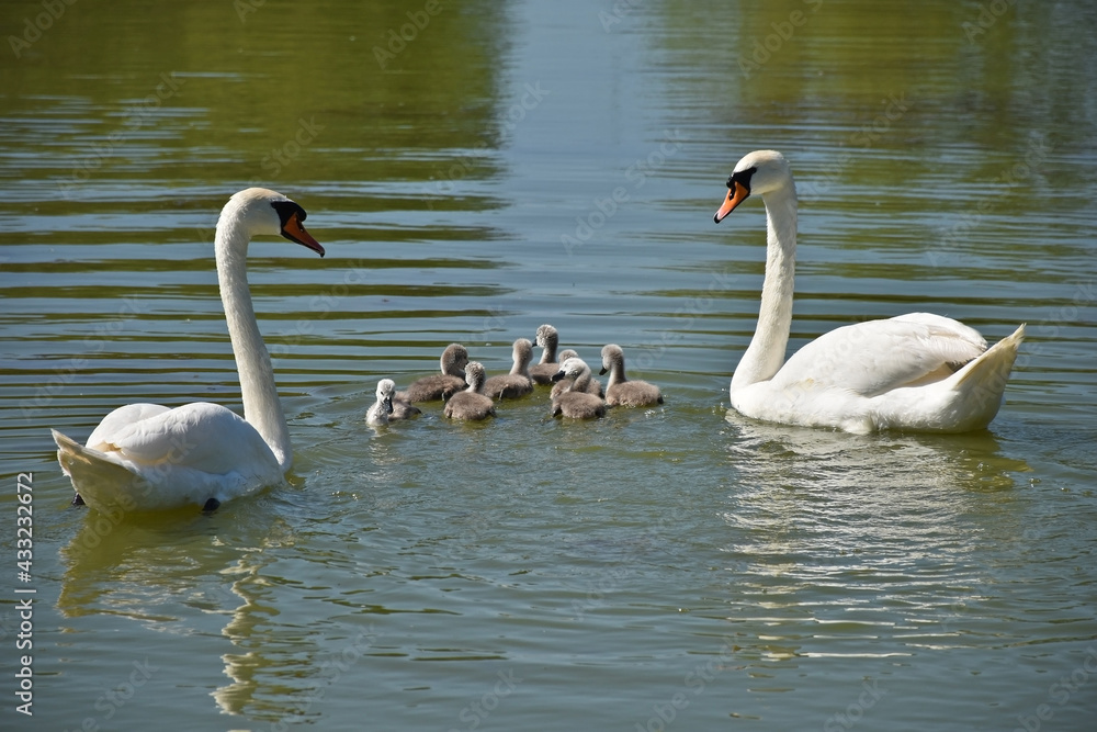Swans swimming on the lake in spring time Swans swimming on the lake in spring time