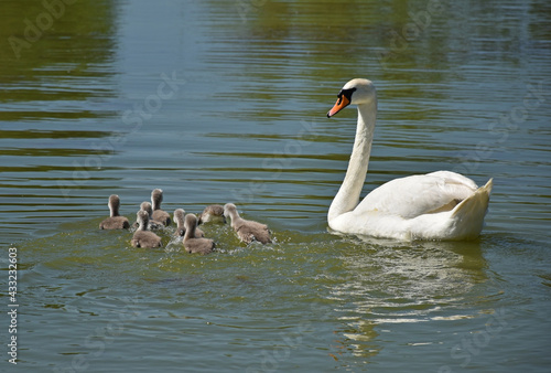 Swans swimming on the lake in spring time