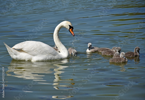 Swans swimming on the lake in spring time