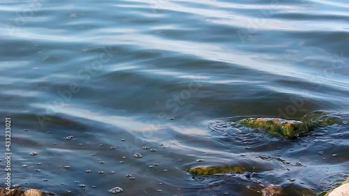 Calm waves of water among stones during the day, washing of the shore, moss and algae - nature background