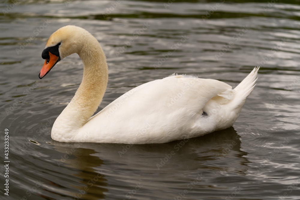 swan on the lake