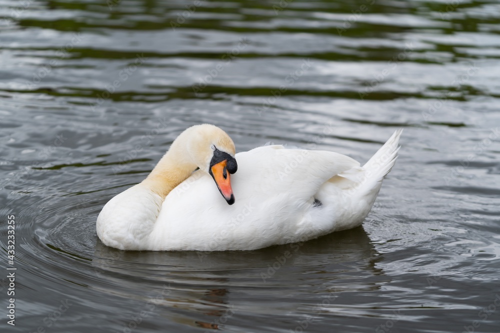 Fototapeta premium swan on the lake