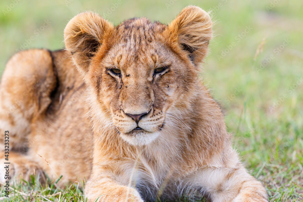 Fototapeta premium Tired lion cub in the savannah