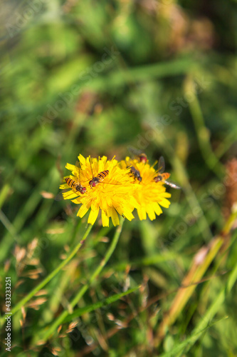 Marmalade hoverfly on a dandelion a summer day