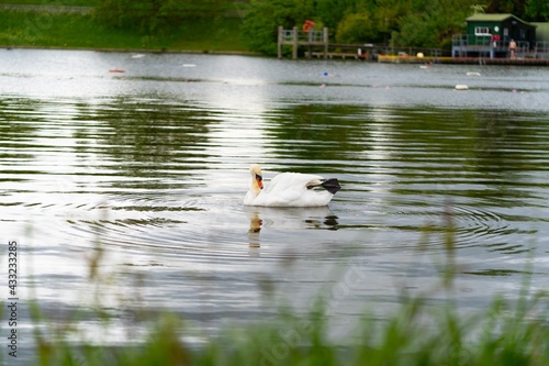 Swan on the lake