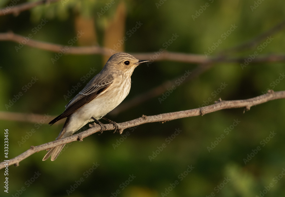 Closeup of a Spotted Flycatcher perched on a twig, Bahrain Closeup of a Spotted Flycatcher perched on a twig, Bahrain