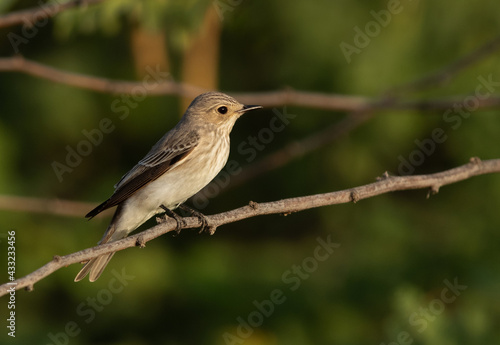 Closeup of a Spotted Flycatcher perched on a twig, Bahrain