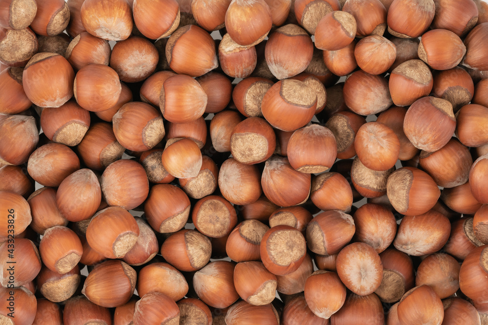 Unpeeled hazelnuts background texture. hazelnuts in shell Unpeeled hazelnuts background texture. hazelnuts in shell