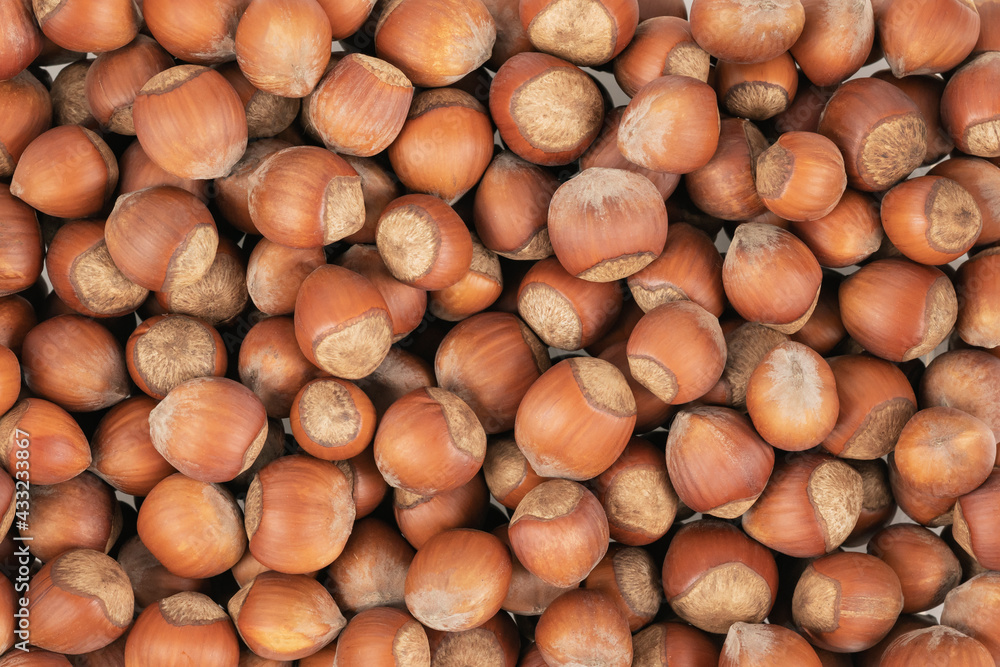 Unpeeled hazelnuts background texture. hazelnuts in shell Unpeeled hazelnuts background texture. hazelnuts in shell