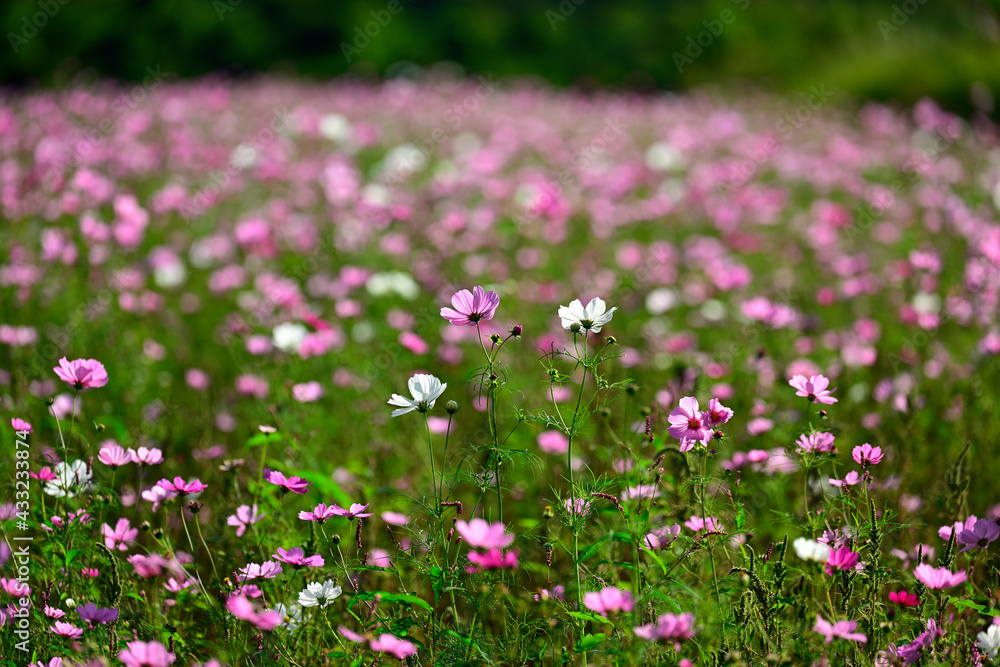Fototapeta premium 秋桜 