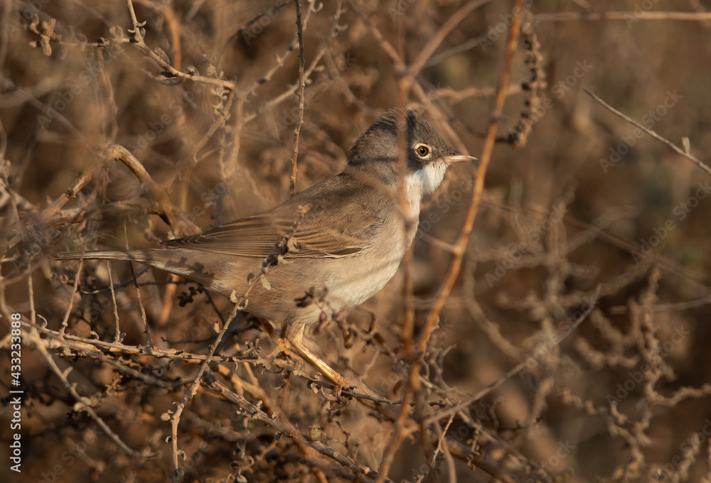 Common whitethroat hiding in bush, Bahrain