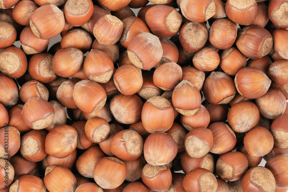 Unpeeled hazelnuts background texture. hazelnuts in shell Unpeeled hazelnuts background texture. hazelnuts in shell