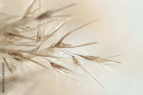 Dry cool tones beige romantic cane reed rush flowers with fluffy buds on blur natural background macro