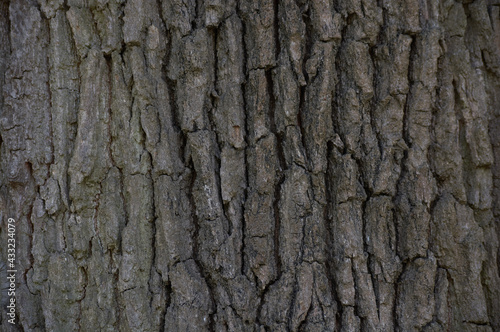 Oak tree bark. Realistic wood texture