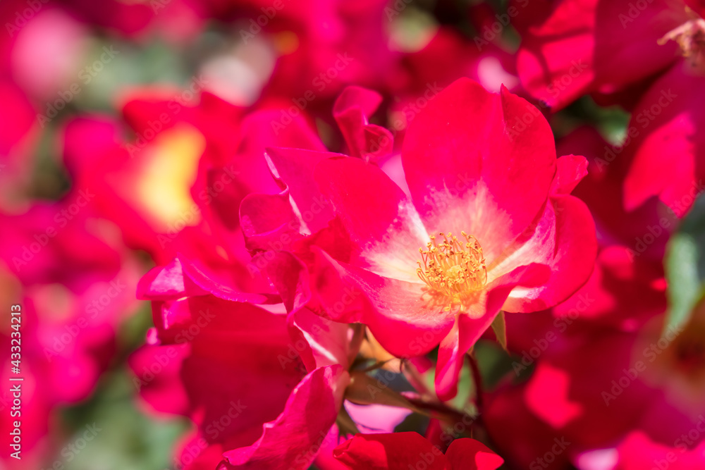Obraz premium 瑞々しいカラフルな満開の薔薇