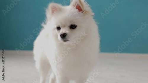 Cute pretty white fur hair pomeranian dog sit relax lazy on sofa couch looking at camera. Stay home concept. Spitz