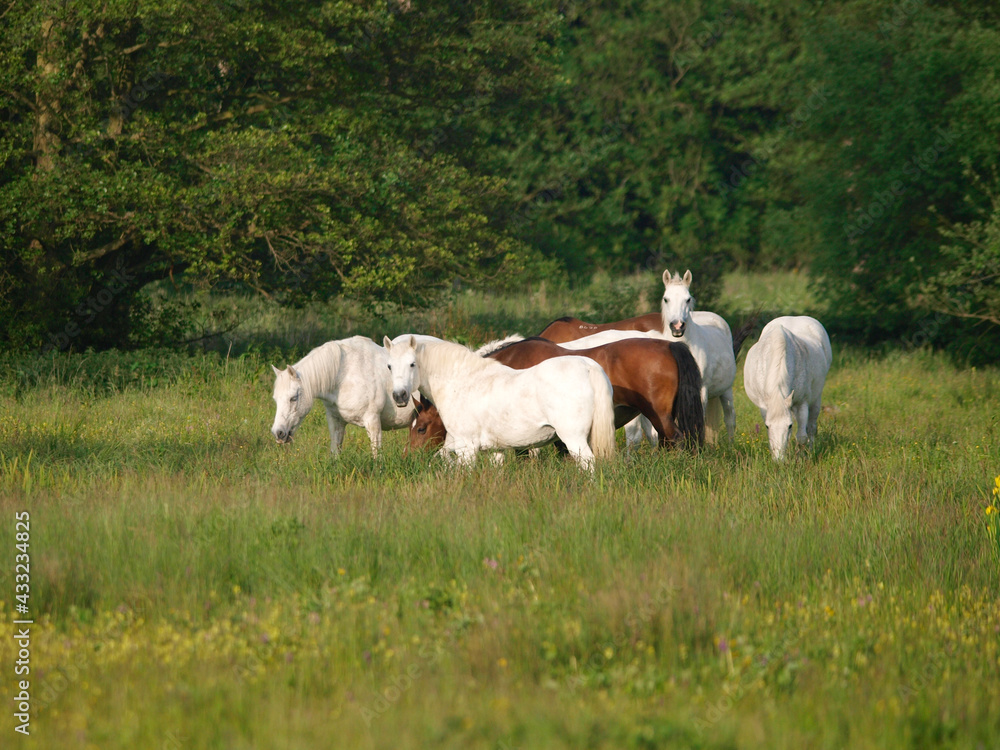 Herd of Ponies