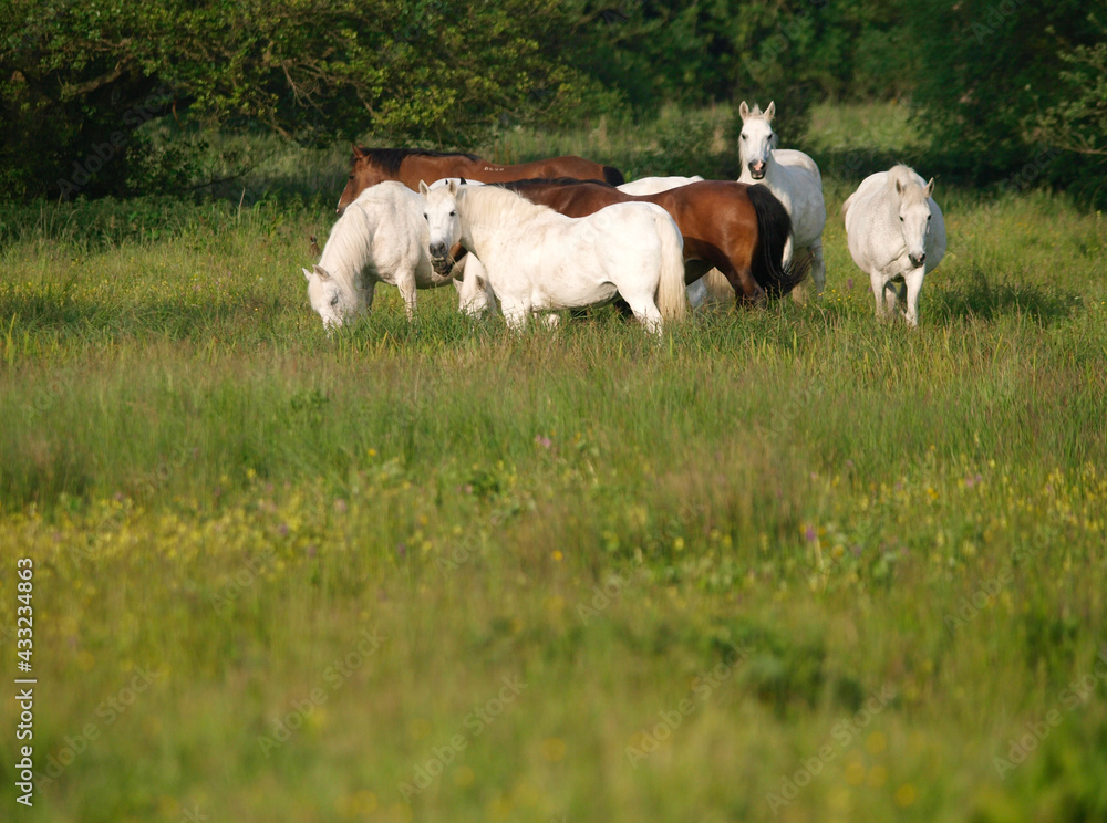 Herd of Ponies