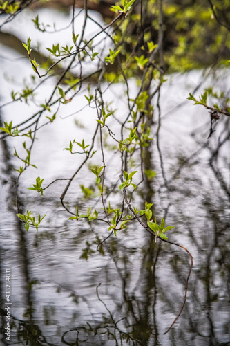 Fototapeta Naklejka Na Ścianę i Meble -  W oczekiwaniu na nadchodzącą wiosnę