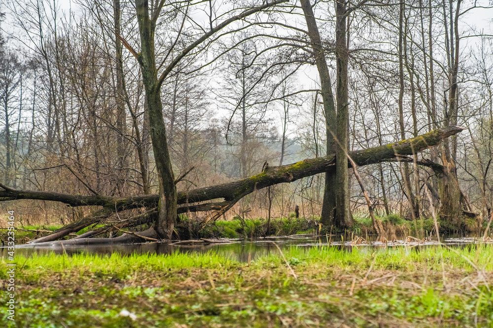 Fototapeta premium W oczekiwaniu na nadchodzącą wiosnę