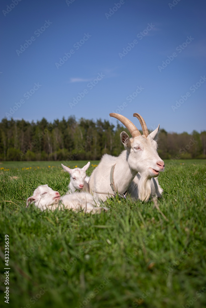Obraz premium goat on the meadow
