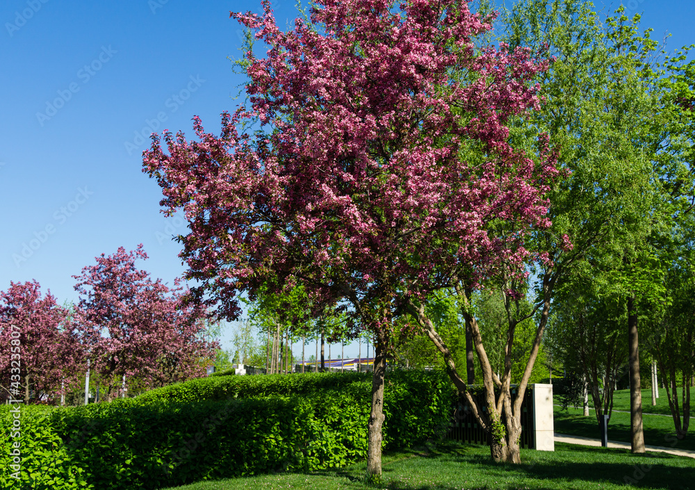Naklejka premium Pink flowers of Apple Malus pumila 'Niedzwetzkyana'. Dark pink blossoms of Niedzwetzky's apple in public landscape city park Krasnodar or Galitsky park. Spring floral pattern design. Selective focus
