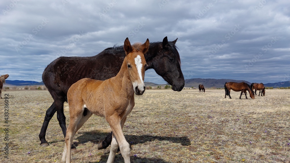 Obraz premium Horse and foal family looking at camera. Herd of horses on Spring meadow