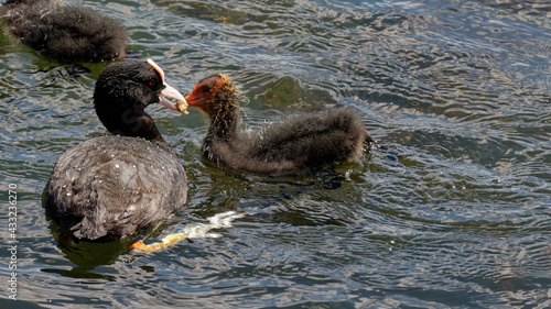 foulque macroule - poussin  photo