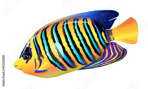 Sea or marine fish angelfish isolated on a white background. Vector illustration