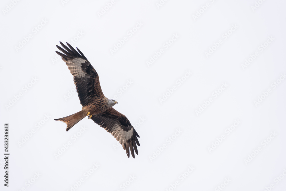 Fototapeta premium Rotmilan im Flug