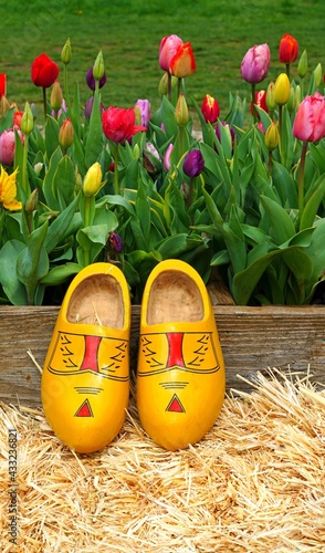 Dutch wooden clogs in front of a tulip field #433236821