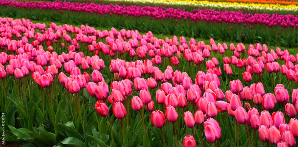 View of a colorful tulip field with flowers in bloom in Cream Ridge, Upper Freehold, New Jersey, United States View of a colorful tulip field with flowers in bloom in Cream Ridge, Upper Freehold, New Jersey, United States