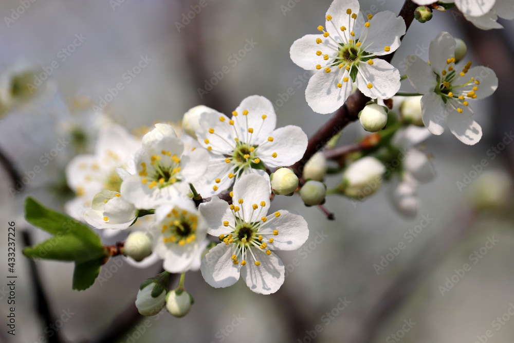 Plum blossom in spring garden on blurred background. White flowers and buds with leaves on a branch