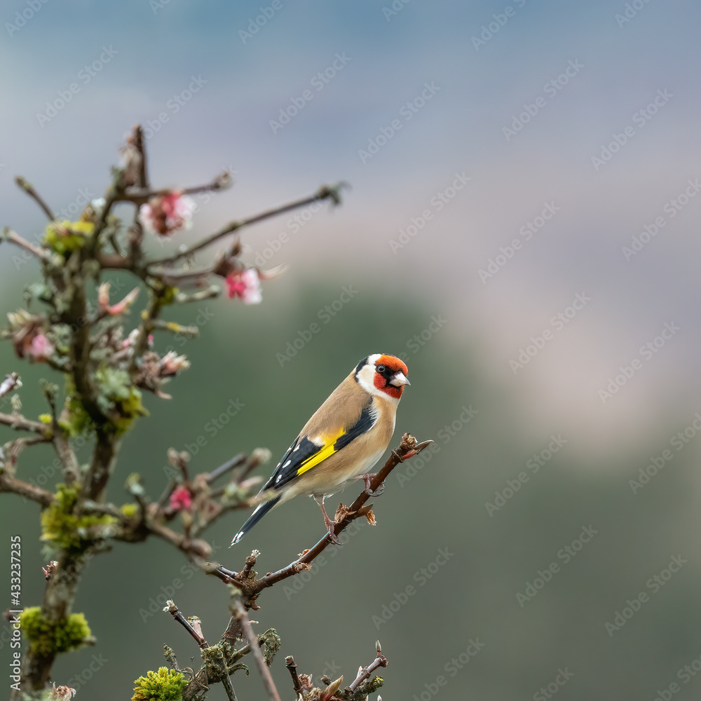 A goldfinch Carduelis carduelis perched on the branches of a blossom tree in a British garden A goldfinch Carduelis carduelis perched on the branches of a blossom tree in a British garden
