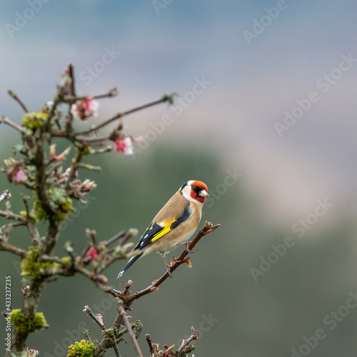 Fotografia A goldfinch Carduelis carduelis perched on the branches of a blossom tree in a B