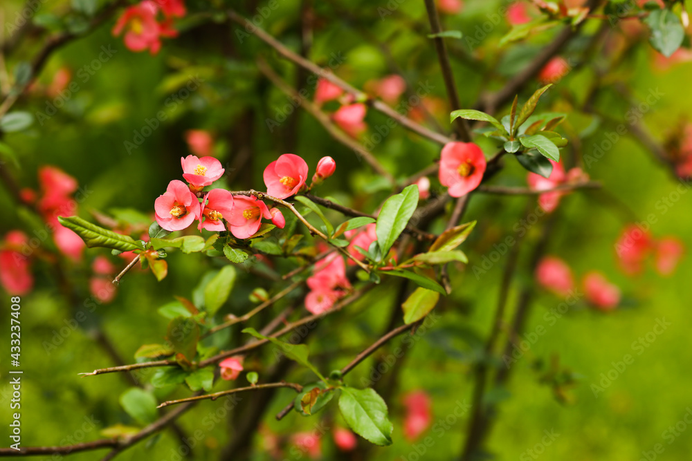 blurred view and selective focus of flowering bush, rose pink flowers all over the green bushes. Vegetation and nature wallpaper background. blurred view and selective focus of flowering bush, rose pink flowers all over the green bushes. Vegetation and nature wallpaper background.