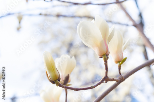 magnolia bloosom tree flowe...