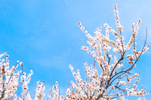 Spring tree blossom sky bac...