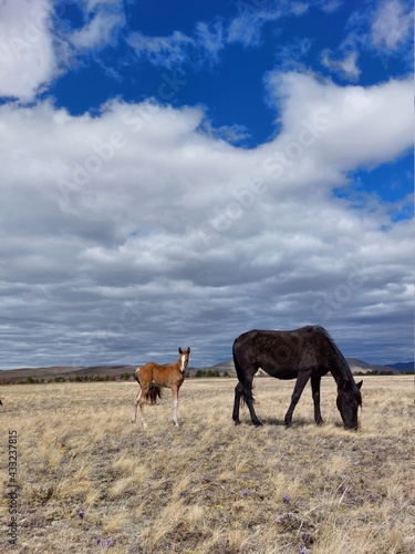 Horse and foal family looking at camera. Herd of horses on Spring meadow