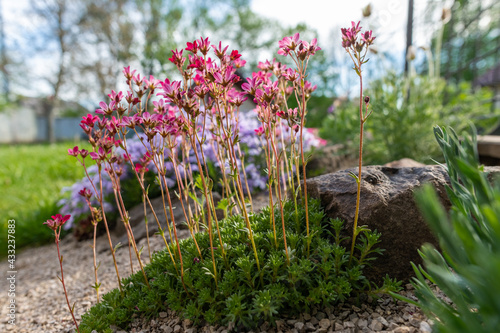 Foto Saxifraga arendsii