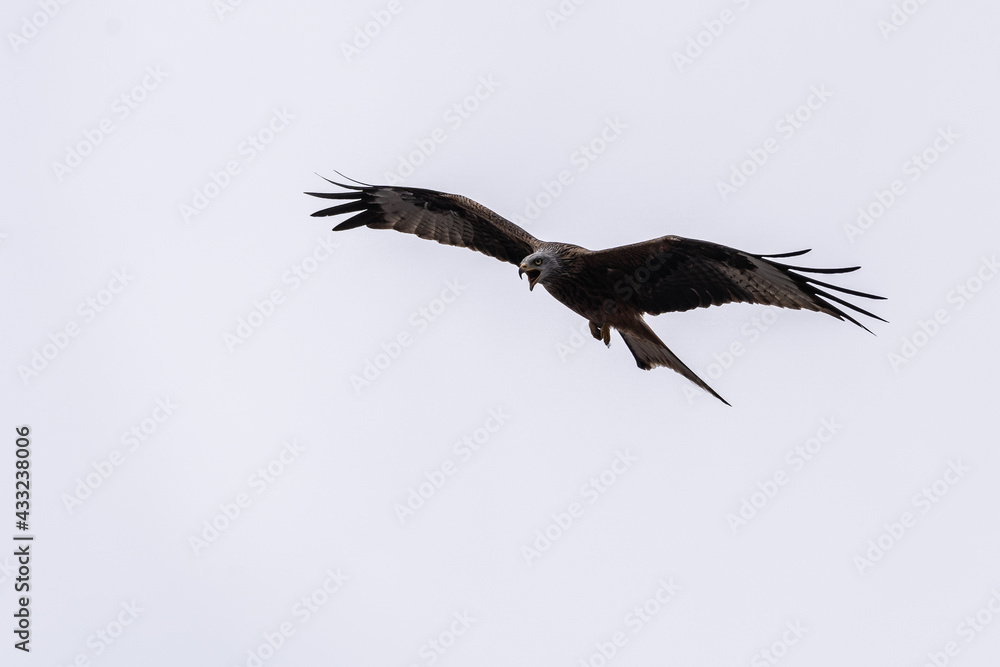 Obraz premium Rotmilan im Flug