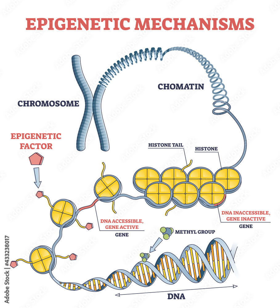 Vecteur Stock Epigenetic mechanisms as DNA acid gene protein expression in  outline diagram. Educational labeled scientific scheme with methylation,  histone modification and marking process vector illustration.